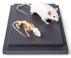 Препарат «Мышь и скелет мыши (Mus musculus)», в выставочном стенде / 1021039 / T310011
